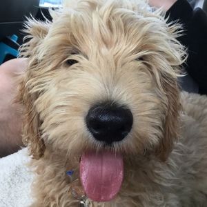 Meet your Posher, Sally